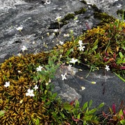 Småsmelle (Silene rupestris)