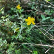 Prikkperikum (Hypericum perforatum)