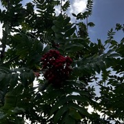 Rogn (Sorbus aucuparia)