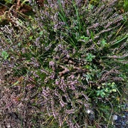 Røsslyng (Calluna vulgaris)