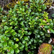 Tyttebær (Vaccinium vitis-idaea)