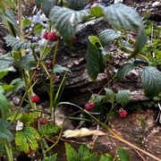 Bringebær (Rubus idaeus)