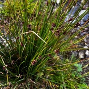 Lyssiv (Juncus effusus)