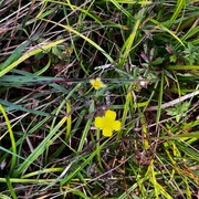 Tepperot (Potentilla erecta)