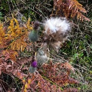 Hvitbladtistel (Cirsium heterophyllum)