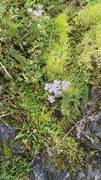 Ryllik (Achillea millefolium)