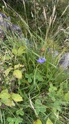 Blåklokke (Campanula rotundifolia)