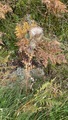Veitistel (Cirsium vulgare)