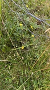 Tepperot (Potentilla erecta)