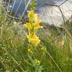 Lintorskemunn (Linaria vulgaris)