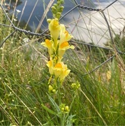 Lintorskemunn (Linaria vulgaris)