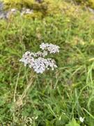 Ryllik (Achillea millefolium)