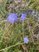 Blåklokke (Campanula rotundifolia)