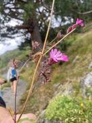 Rød jonsokblom (Silene dioica)