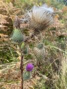 Veitistel (Cirsium vulgare)