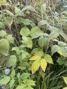 Bringebær (Rubus idaeus)