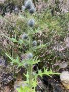 Veitistel (Cirsium vulgare)