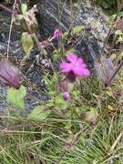 Rød jonsokblom (Silene dioica)