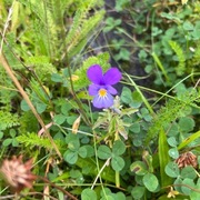 Stemorsblom (Viola tricolor)