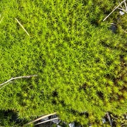 Storbjørnemose (Polytrichum commune)