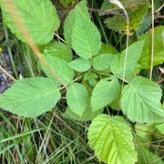 Bringebær (Rubus idaeus)