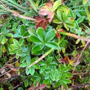 Fjellmarikåpe (Alchemilla alpina)