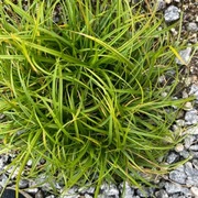 Stivstarr (Carex bigelowii)