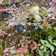 Blokkebær (Vaccinium uliginosum)