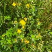 Firkantperikum (Hypericum maculatum)