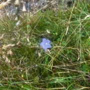 Blåklokke (Campanula rotundifolia)