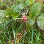 Bringebær (Rubus idaeus)