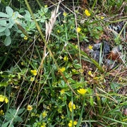 Tepperot (Potentilla erecta)