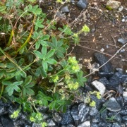 Fjellmarikåpe (Alchemilla alpina)