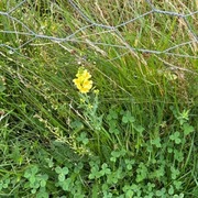 Lintorskemunn (Linaria vulgaris)