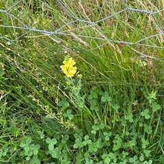 Lintorskemunn (Linaria vulgaris)