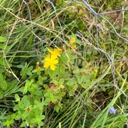 Firkantperikum (Hypericum maculatum)