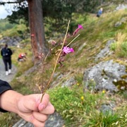 Rød jonsokblom (Silene dioica)