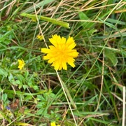 Kystgrisøyre (Hypochaeris radicata)