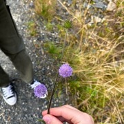 Blåknapp (Succisa pratensis)