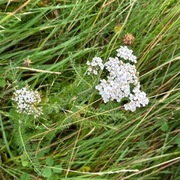 Ryllik (Achillea millefolium)