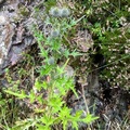 Veitistel (Cirsium vulgare)