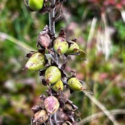 Firtann (Teucrium scorodonia)