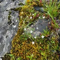 Småsmelle (Silene rupestris)