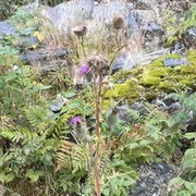 Veitistel (Cirsium vulgare)