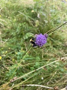 Blåknapp (Succisa pratensis)