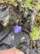 Blåklokke (Campanula rotundifolia)