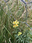 Lintorskemunn (Linaria vulgaris)