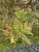 Einstape (Pteridium aquilinum)