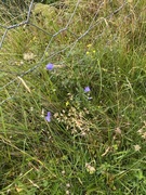 Blåklokke (Campanula rotundifolia)