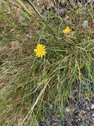 Føllblom (Scorzoneroides autumnalis)